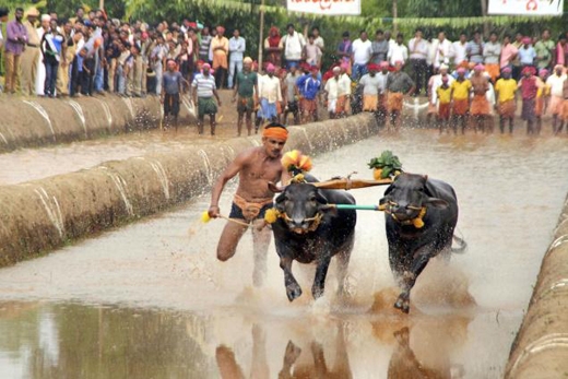 Kambala Karnataka High Court